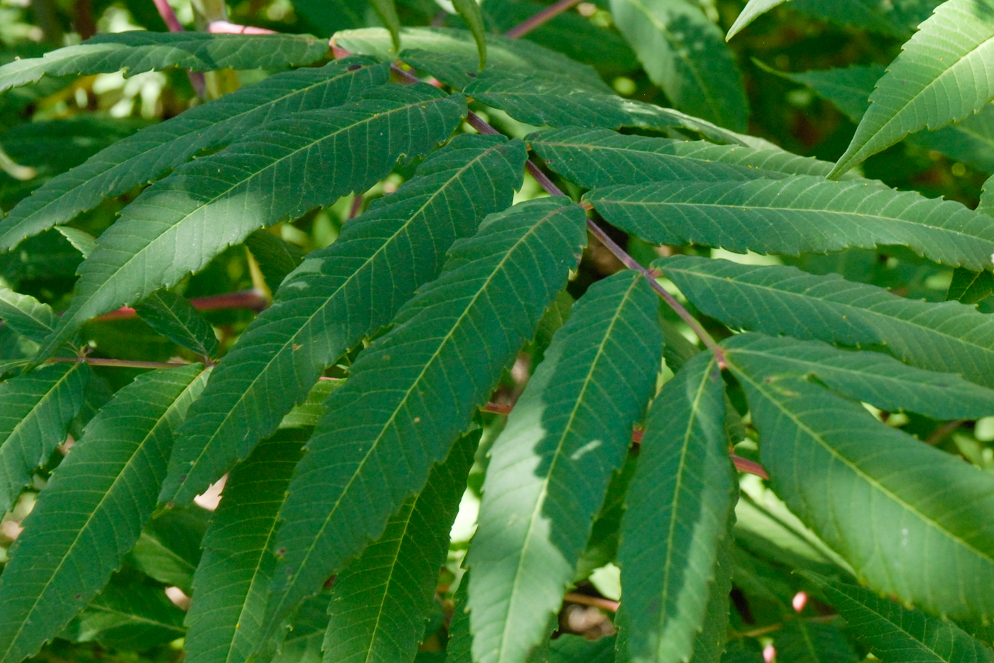 Rocky Mountain Sumac